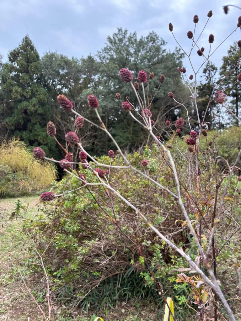 秋の枯野に揺れるワレモコウ