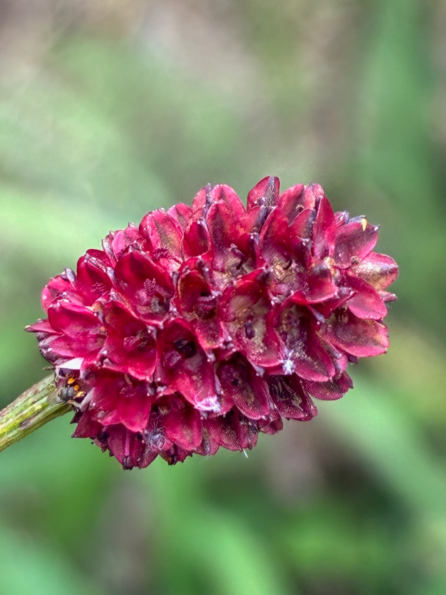 秋風に紅く揺れるワレモコウ
