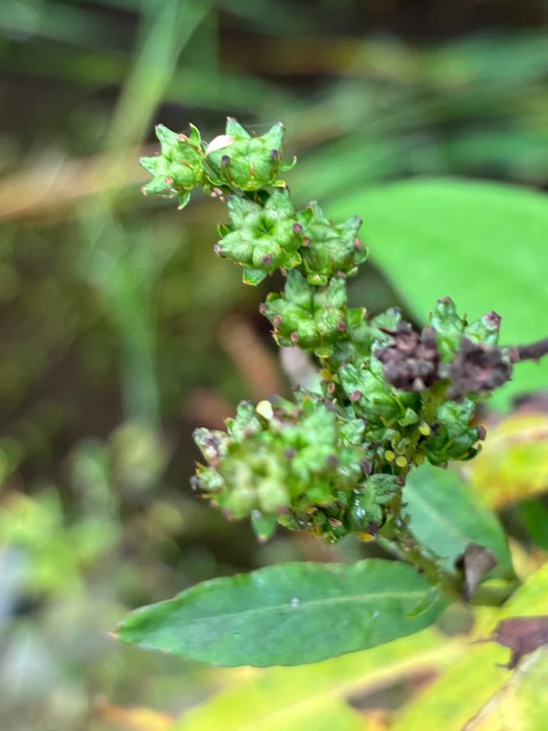 若い頃は、ちょっとタコの足には見えません