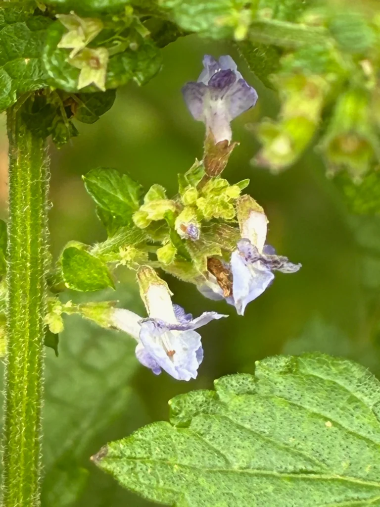 淡い紫色が、虫たちを誘うヤマハッカ