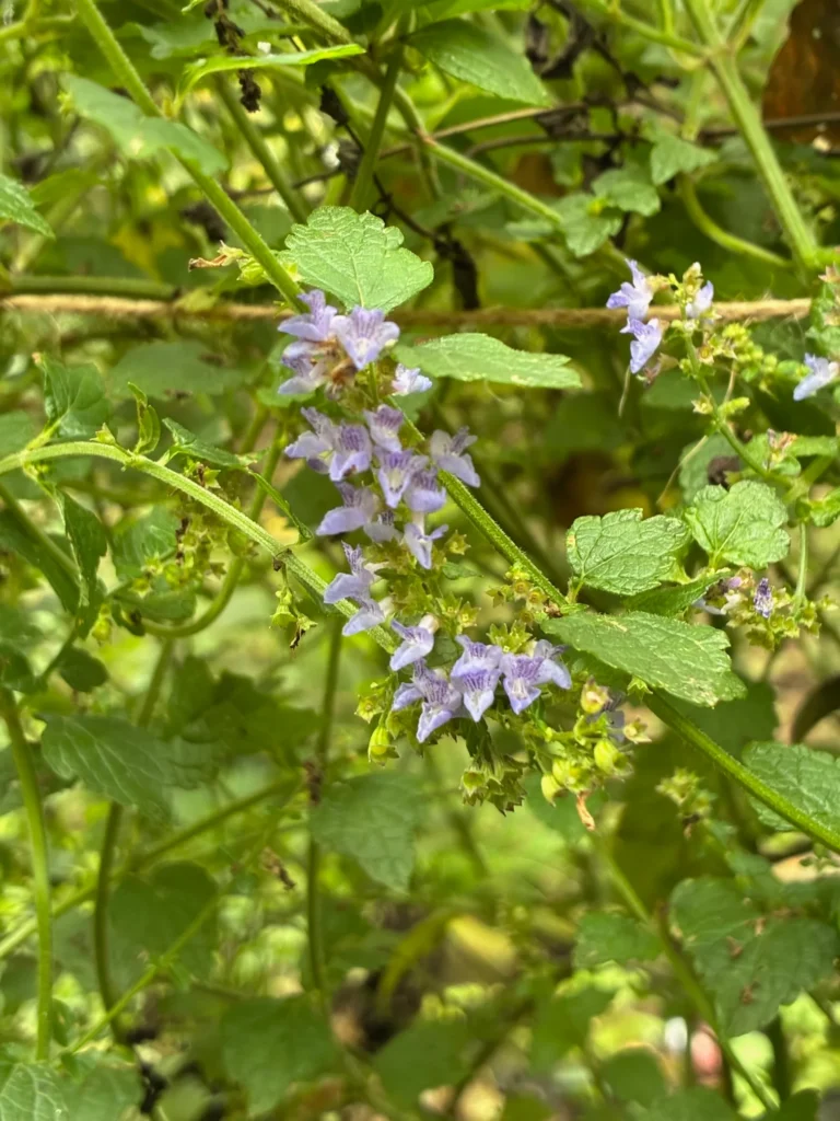 秋風に揺れるヤマハッカ