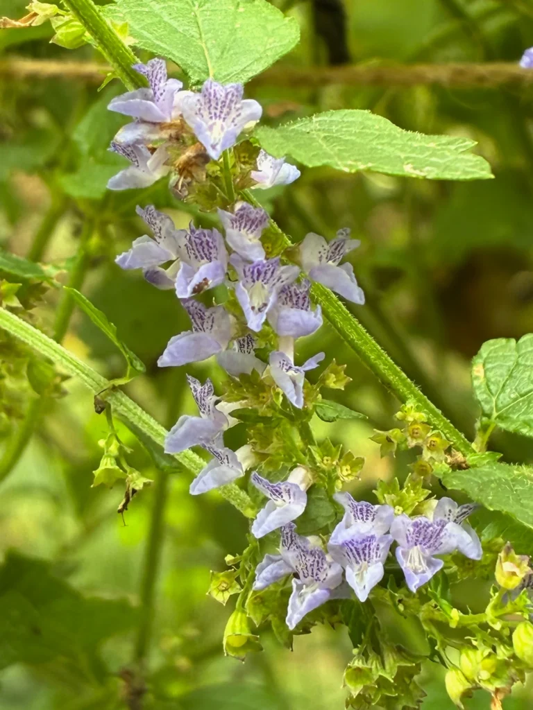 林の中、静かに群れ咲くヤマハッカ