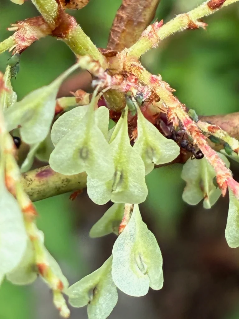 たわわに実るイタドリの果実