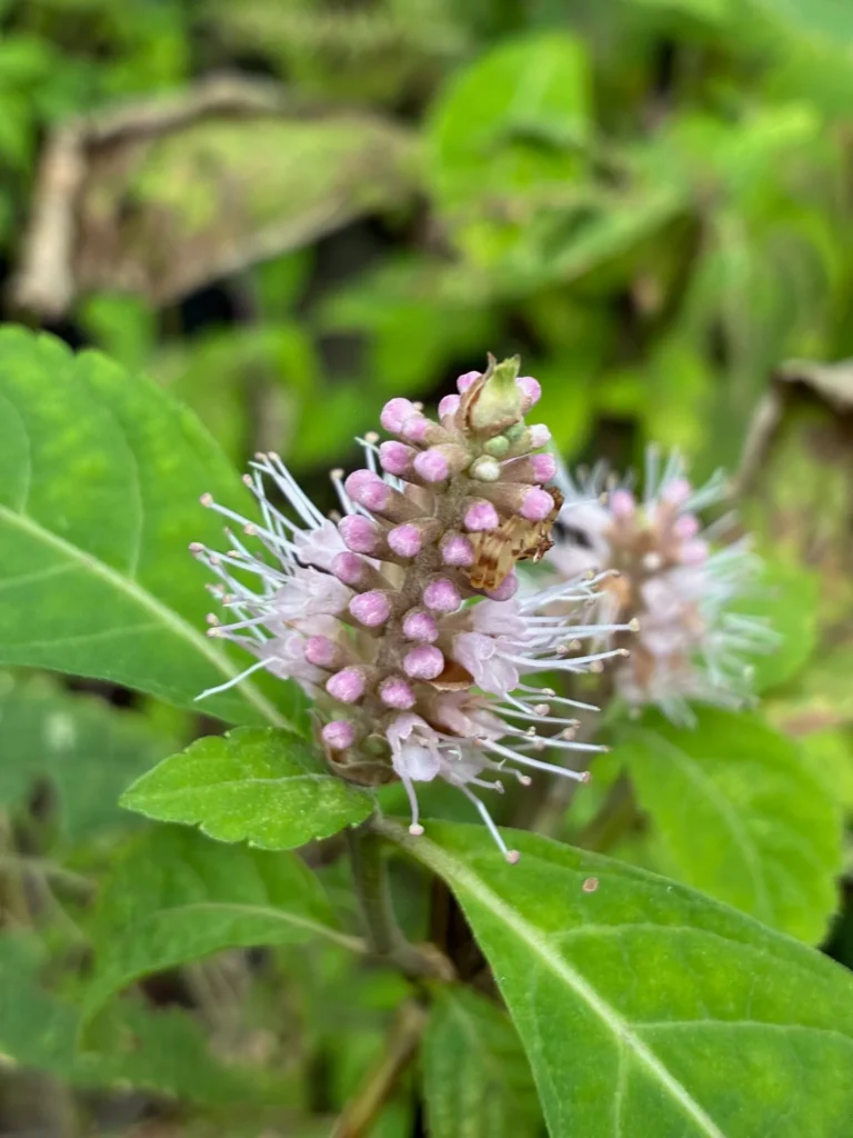 長い雄しべを伸ばして、昆虫達の訪れを待つツクシミカエリソウ