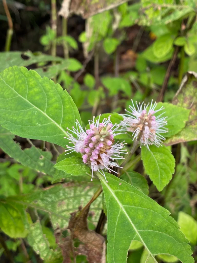 秋風に揺られて咲くツクシミカエリソウ