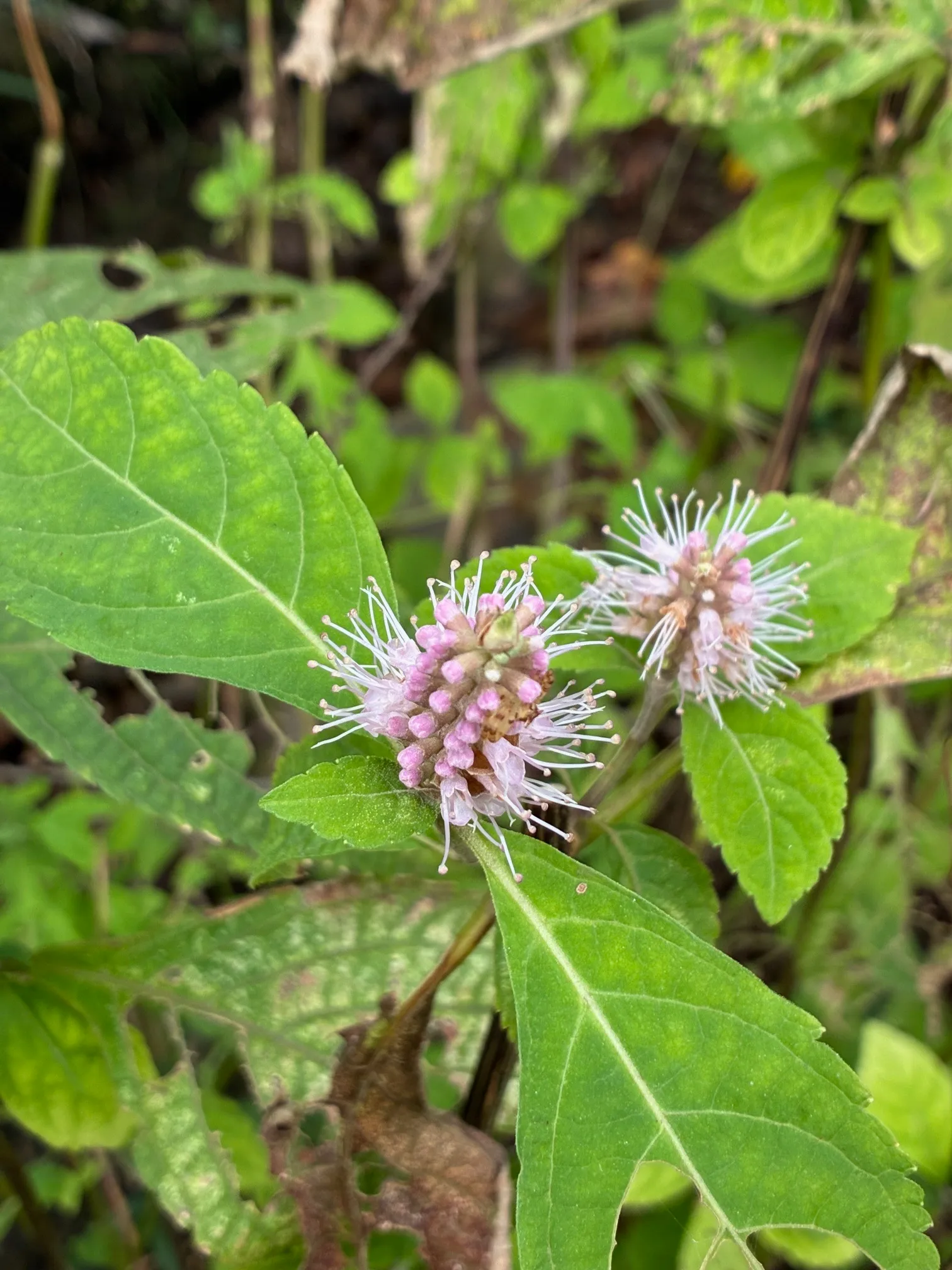 林床に群生するツクシミカエリソウ