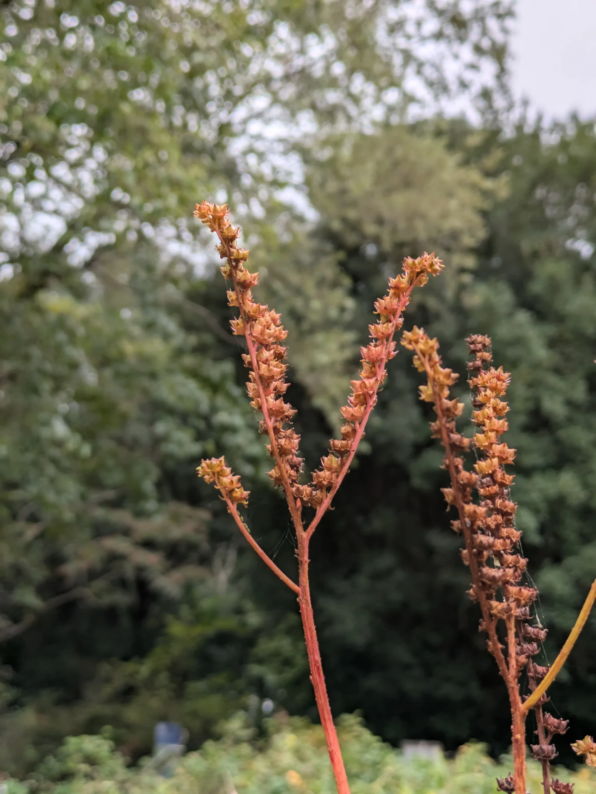 秋空の下、赤く紅葉したタコノアシ