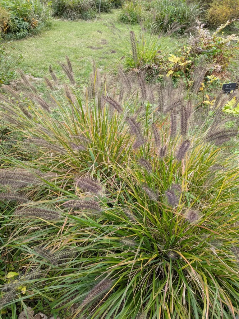 秋空の下、コロニーを形成しているチカラシバ