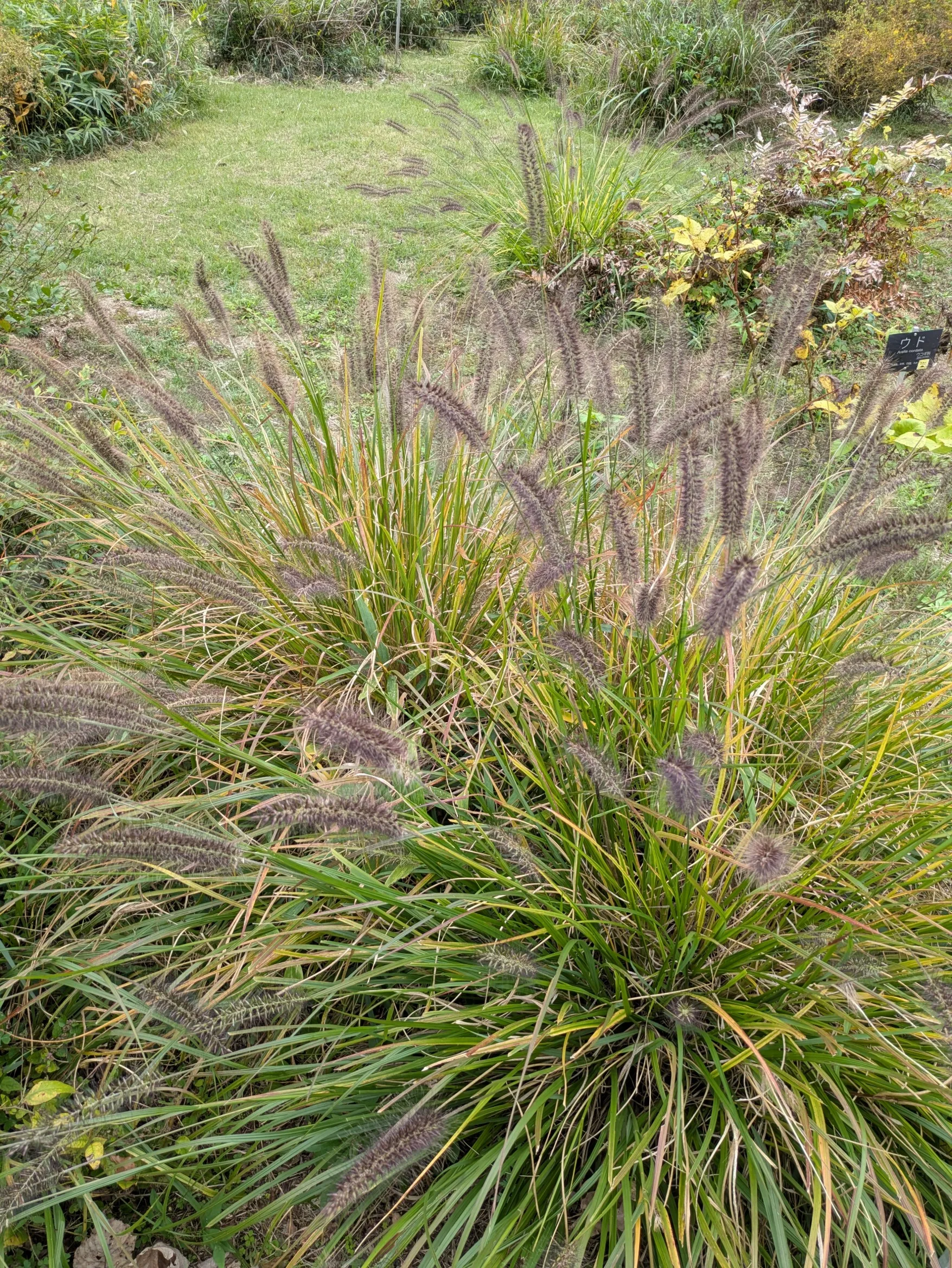 秋空の下、群生するチカラシバ