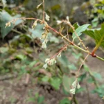 枝先に実るイタドリの果実