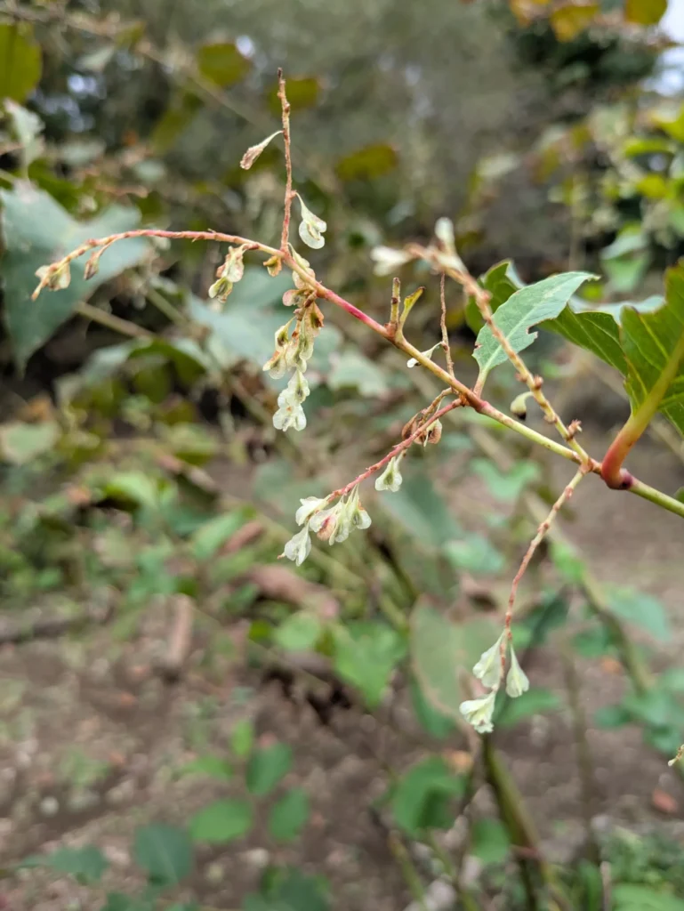 枝先に揺れるイタドリの果実