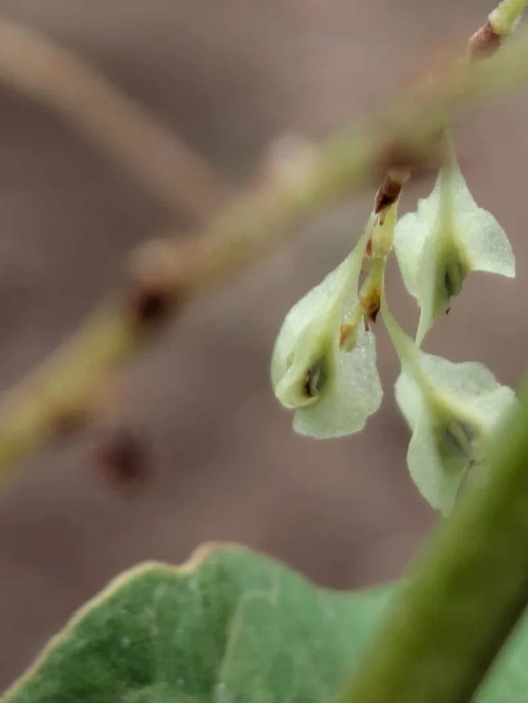 薄い羽根を纏ったイタドリの果実