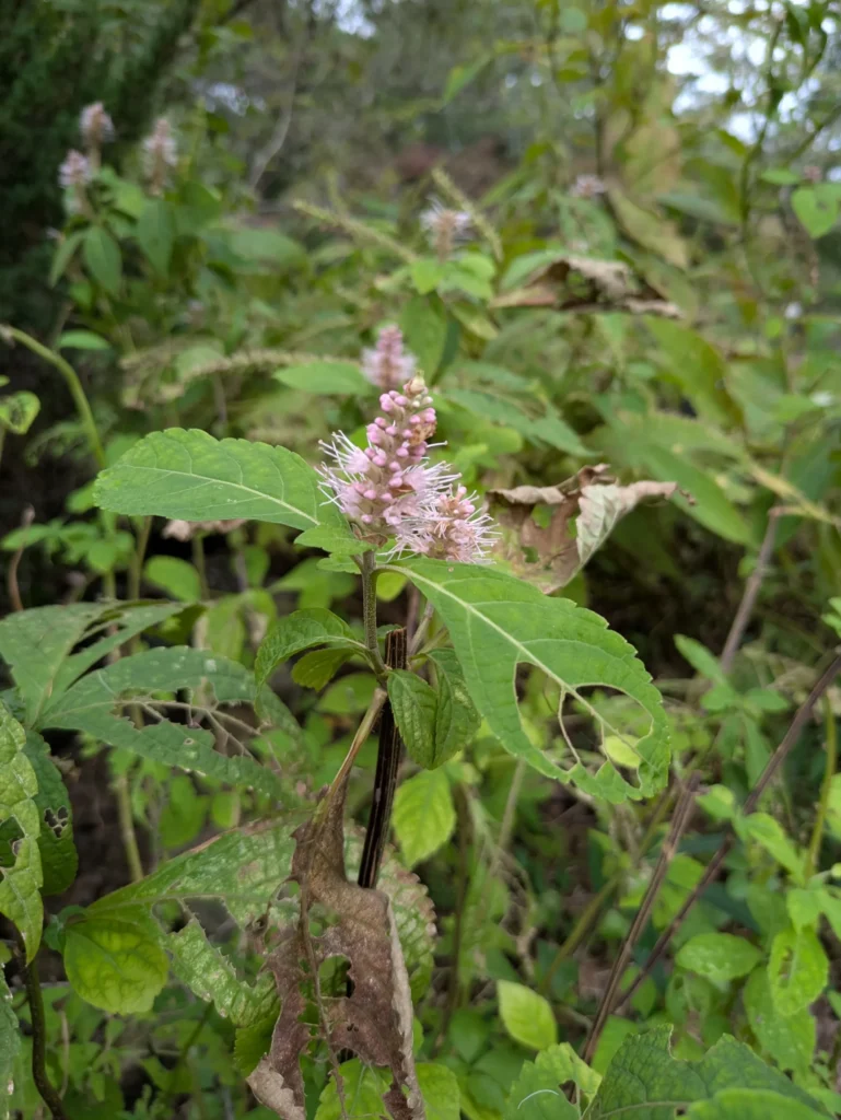 秋の林床に群生するツクシミカエリソウ